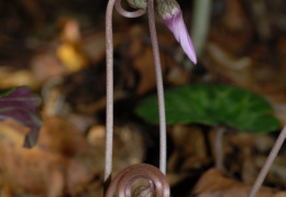 Cyclamen purpurascens, Cyclamen pourpre