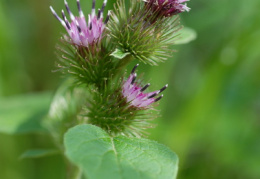 Arctium minus, Bardane à petits capitules