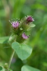 Arctium minus, Bardane à petits capitules