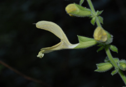 Salvia glutinosa, Sauge glutineuse