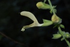 Salvia glutinosa, Sauge glutineuse