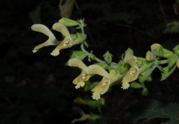 Salvia glutinosa, Sauge glutineuse