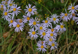 Aster amellus, Aster amelle