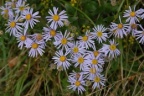 Aster amellus, Aster amelle