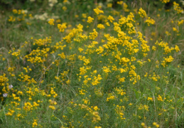 Aster linosyris