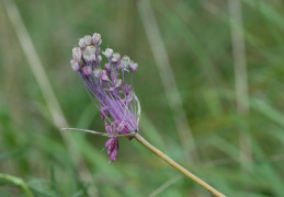 Allium carinatum subsp. pulchellum, Ail joli