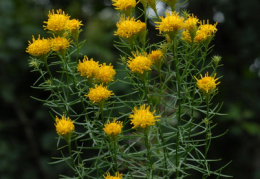 Aster linosyris