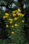 Aster linosyris