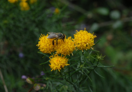 Aster linosyris