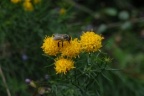 Aster linosyris