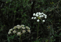 Peucedanum cervaria, Peucédan cervaire