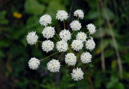 Peucedanum cervaria, Peucédan cervaire