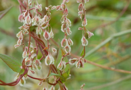 Fallopia dumetorum, Vrillée des buissons