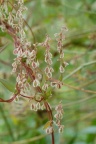 Fallopia dumetorum, Vrillée des buissons