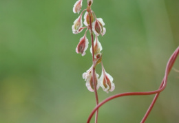 Fallopia dumetorum, Vrillée des buissons