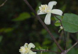 Clematis vitalba, Clématite blanche