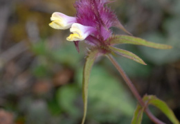 Melampyrum cristatum, Mélampyre à crêtes