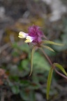 Melampyrum cristatum, Mélampyre à crêtes