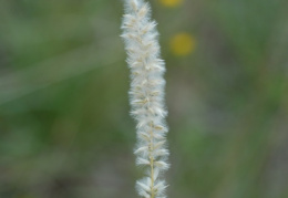 Melica ciliata, Mélique ciliée