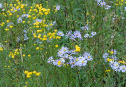 Aster linosyris