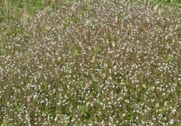 Spergula arvensis, Spargote des champs