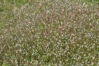 Spergula arvensis, Spargote des champs