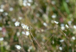 Spergula arvensis, Spargote des champs