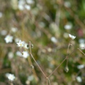 20070915_151416_cormoret_lj.jpg