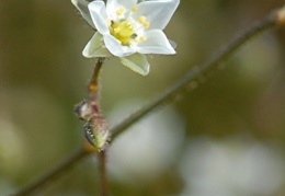 Spergula arvensis, Spargote des champs