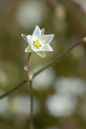 Spergula arvensis, Spargote des champs
