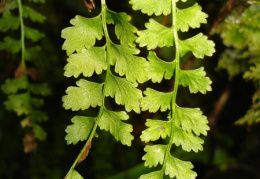 Asplenium viride, Capillaire vert