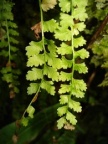 Asplenium viride, Capillaire vert