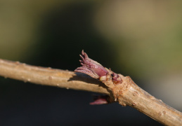 Sambucus nigra, Sureau noir