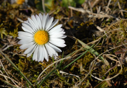 Bellis perennis, Pâquerette vivace