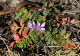 Erodium cicutarium, Bec de grue commun