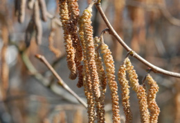 Corylus avellana, Noisetier