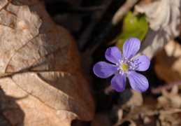 Hepatica nobilis, Hépatique à trois lobes