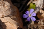 Hepatica nobilis, Hépatique à trois lobes