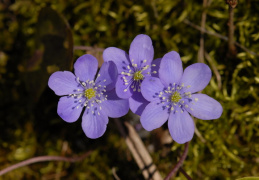 Hepatica nobilis, Hépatique à trois lobes