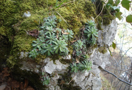 Saxifraga paniculata, Saxifrage paniculée