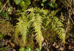 Asplenium adiantum-nigrum, Capillaire noir