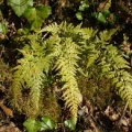 20080310_100556_130915_jfc.jpg