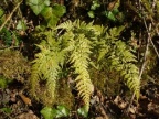 Asplenium adiantum-nigrum, Capillaire noir