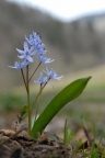 Scilla bifolia, Scille à deux feuilles