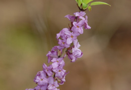 Daphne mezereum, Bois gentil