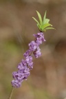 Daphne mezereum, Bois gentil