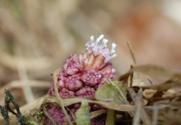 Petasites hybridus, Pétasite hybride