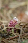 Petasites hybridus, Pétasite hybride