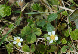 Potentilla sterilis, Potentille stérile