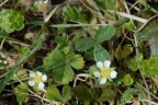 Potentilla sterilis, Potentille stérile